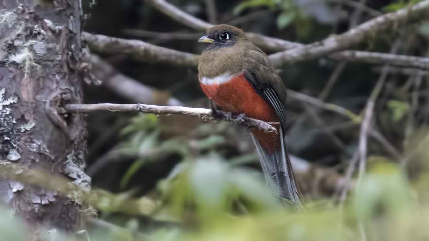 Collared Trogon
